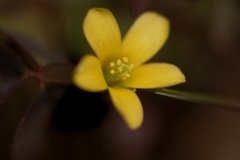 名もなき花