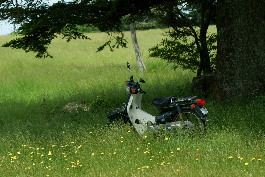 俺とバイクとモミの木と