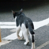 MC200/3.5
