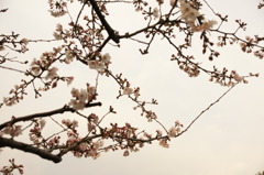 渋め乙女な桜花