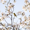 花鳥風。。。日。