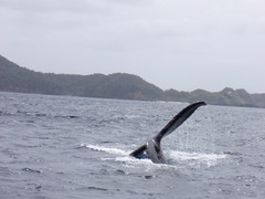 ザトウクジラ