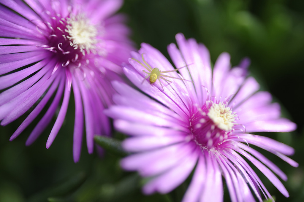 庭の花