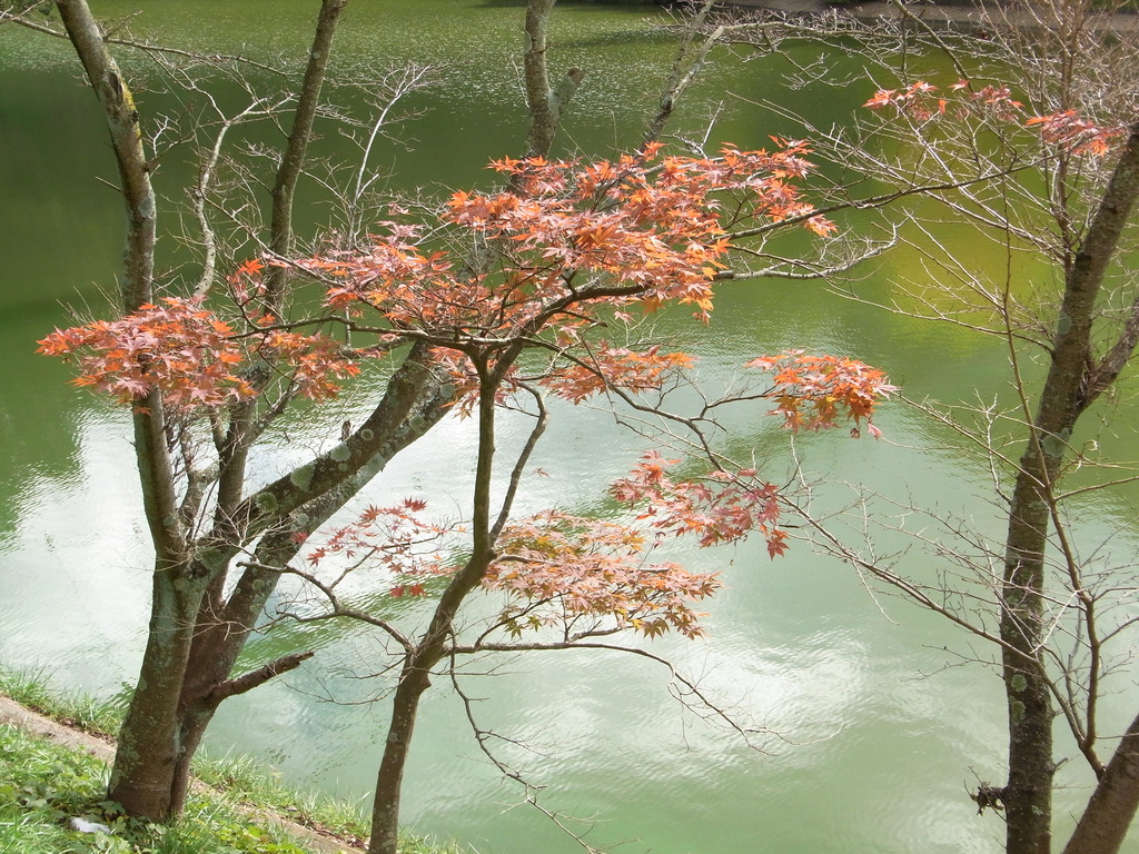 池の畔で色づくもみじ