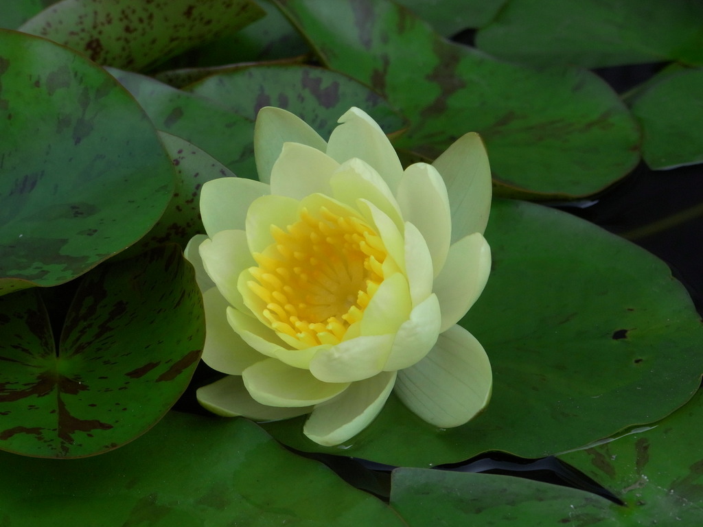 造花みたいですが、生花(睡蓮)です。