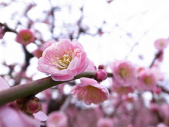 大阪城