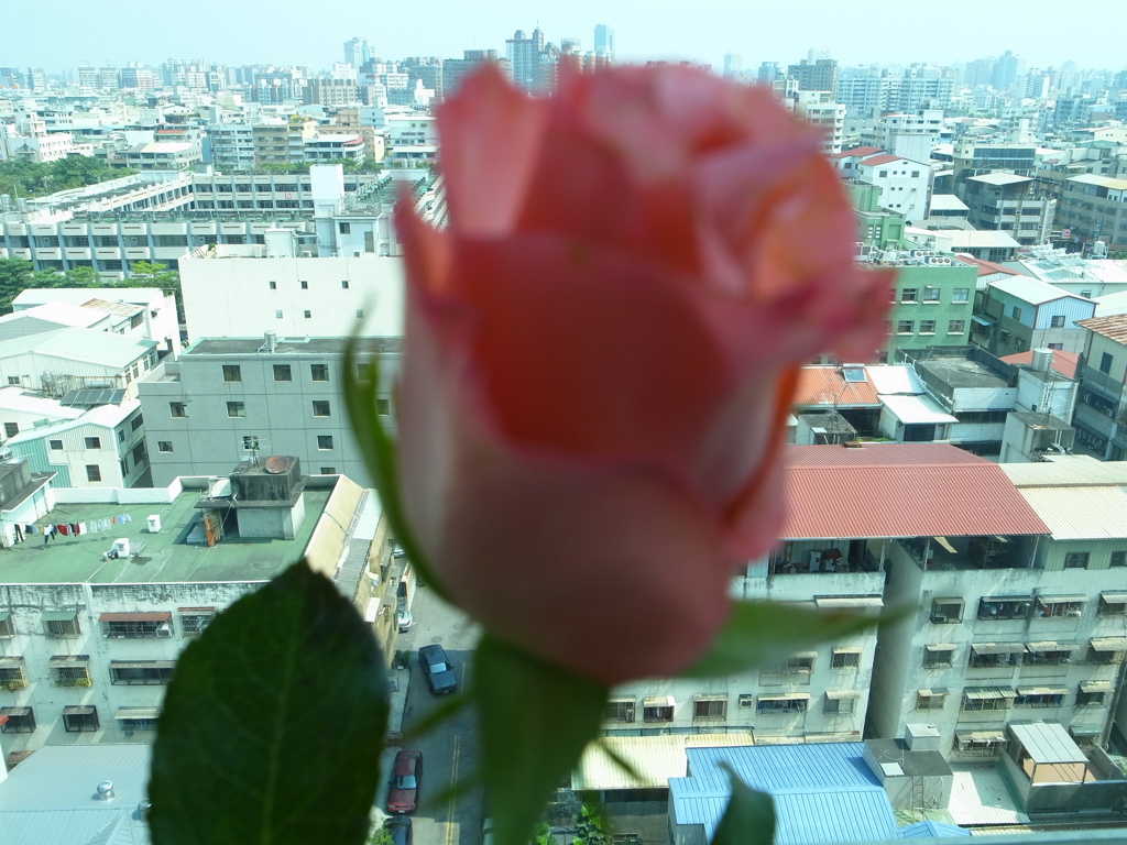 街と花
