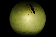 MOON ON INDONESIA