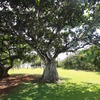 LIGHT AND TREE
