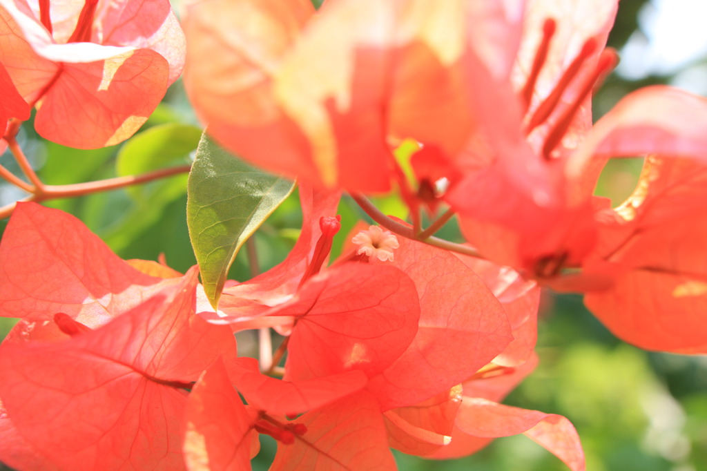 RED FLOWER, WHITE HEART