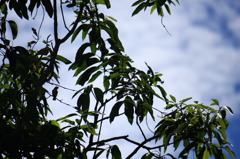 SINGER'S SILHOUETTE