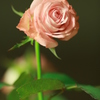 たまには花でも