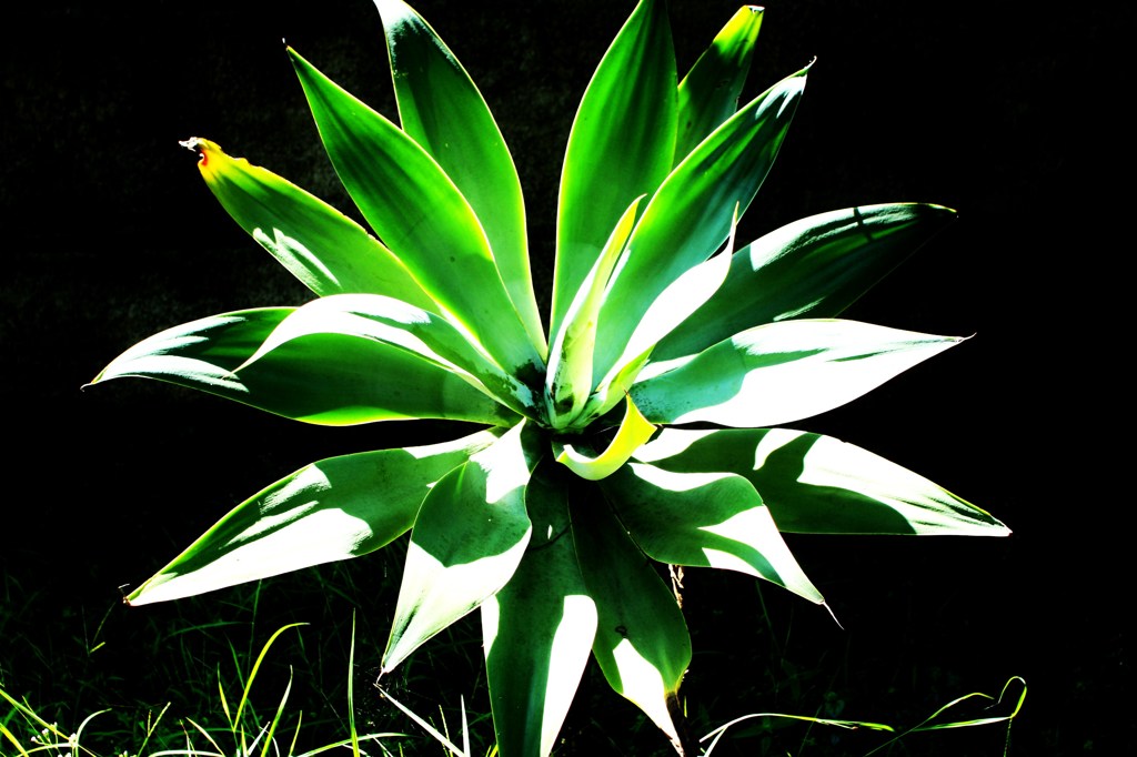 LIFE IS GREEN