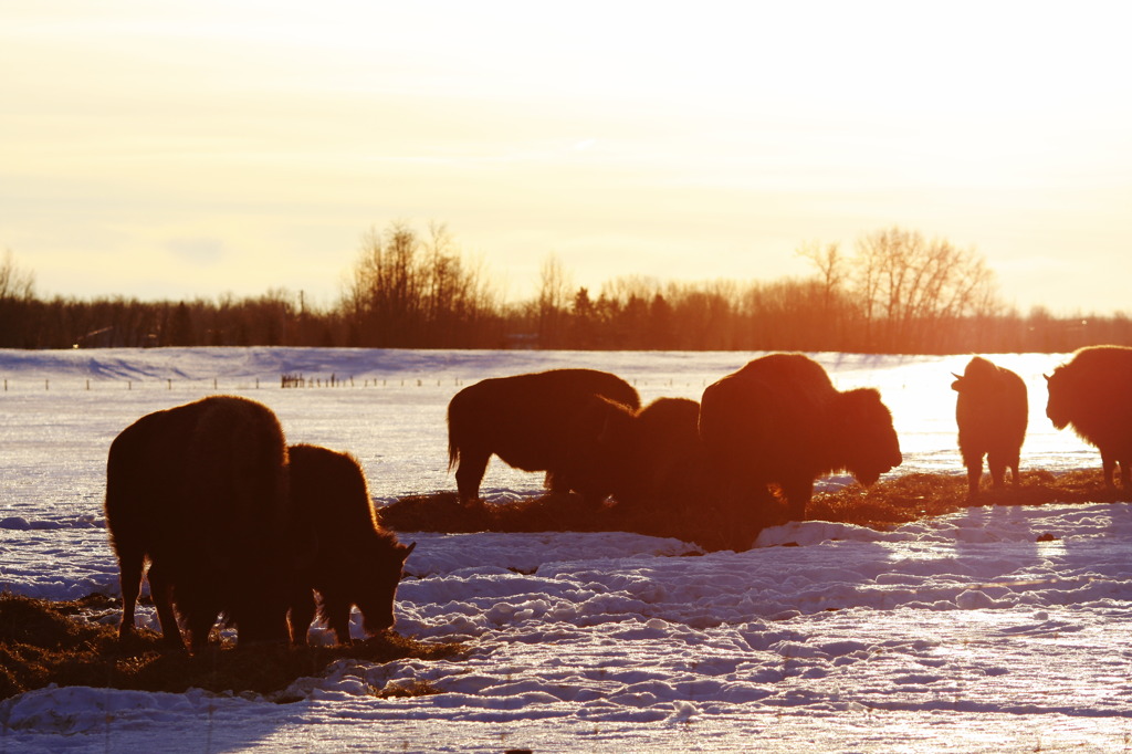 MORNING ON BISON