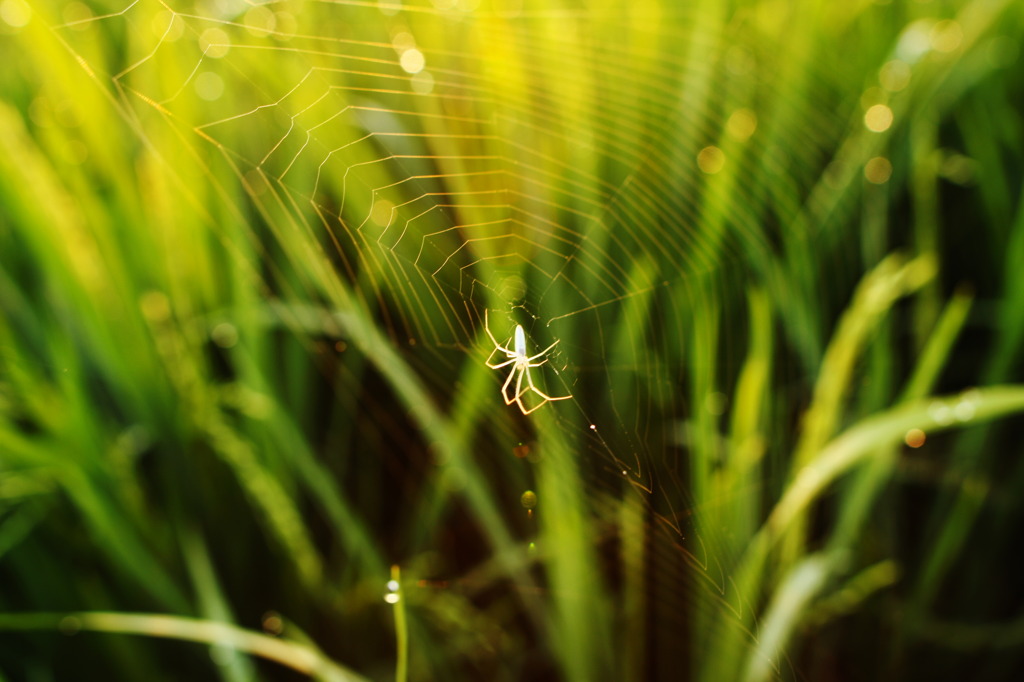 SPIDER ON MORNING SUN RISE