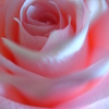 たまには花なんて