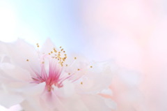 花桃-03