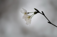 桜-05