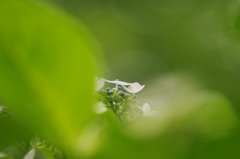 紫陽花-03
