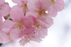 河津桜-02