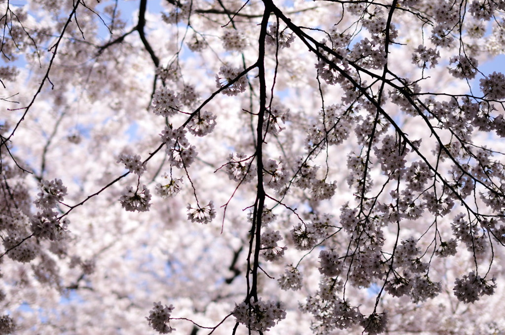 桜-04