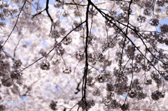 桜-04