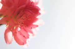 花桃-01