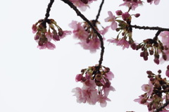 河津桜-05