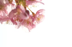 河津桜-06