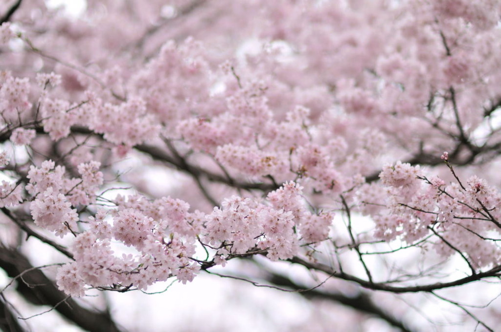 桜-02