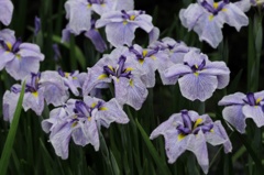花菖蒲-01