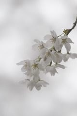 桜-06