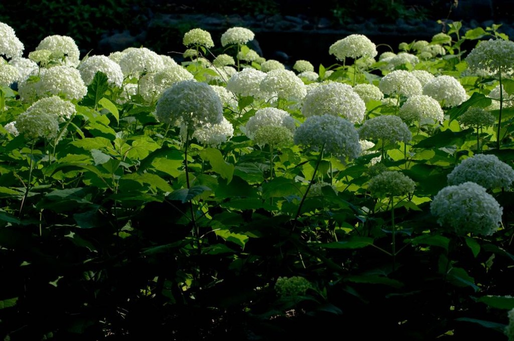紫陽花-04