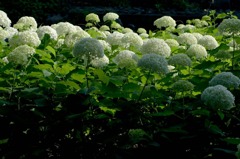 紫陽花-04