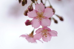 河津桜-04