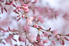 枝垂桜-02