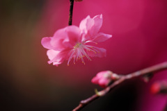 花桃-04