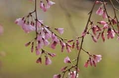 枝垂桜-01