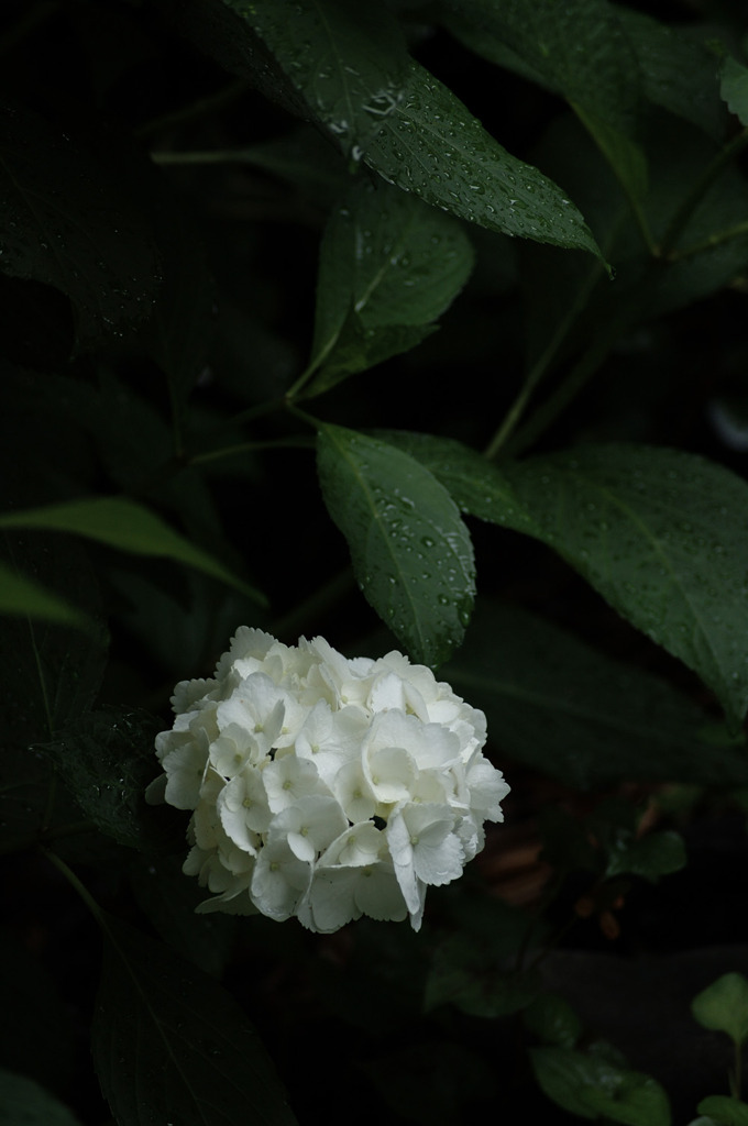 紫陽花-05