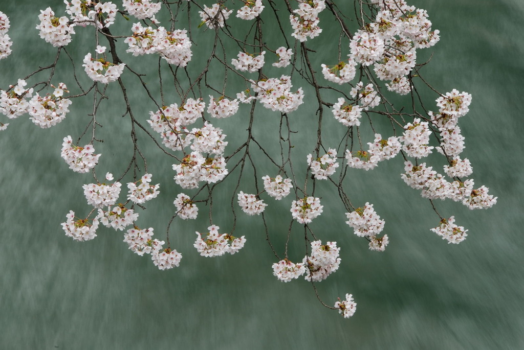 桜-01
