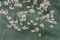 桜-01