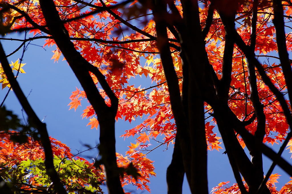 紅葉-01