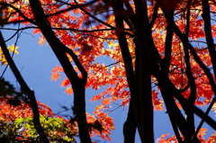 紅葉-01