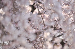 枝垂桜-03
