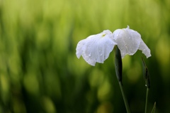 花菖蒲-2