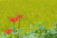 曼珠沙華-03