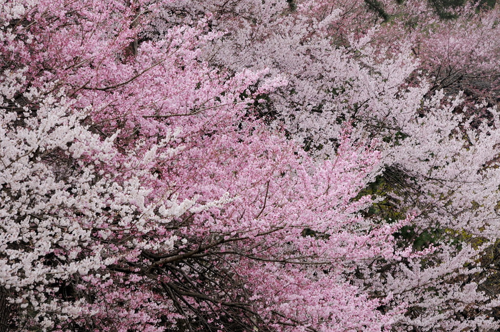 桜-03