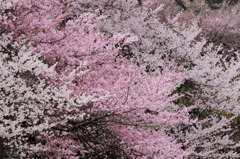 桜-03