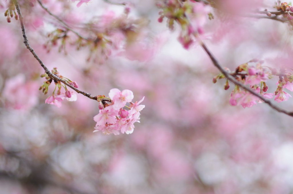 河津桜-01