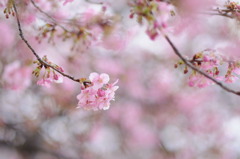 河津桜-01